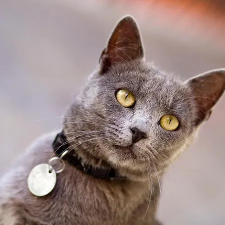 Centrum Panzio Maison d'hôtes 3*